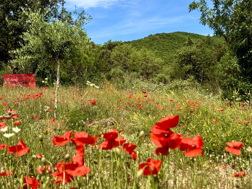 Klatschmohn im Juni um den Pool